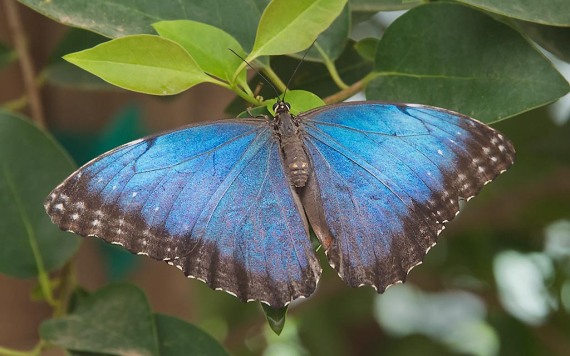 Blue Butterfly NIKON